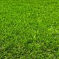 Underwood 38mm Artificial Grass